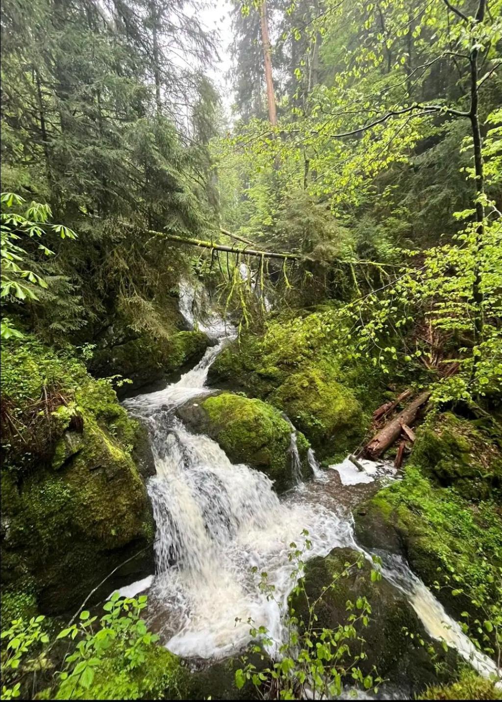 Schwarzwaldglueck